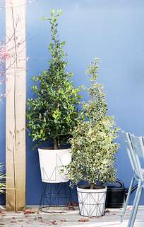Gartenpflanze des Monats November: Stechpalme
