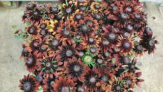 Herbstliche Impressionen auf dem Blumengrossmarkt Düsseldorf