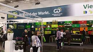 Blumengrossmarkt Düsseldorf – IPM 2017: Vielfach positiv