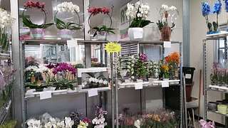Blumengrossmarkt Düsseldorf – Unsere Orchideenspezialisten