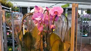 Blumengrossmarkt Düsseldorf – Unsere Orchideenspezialisten